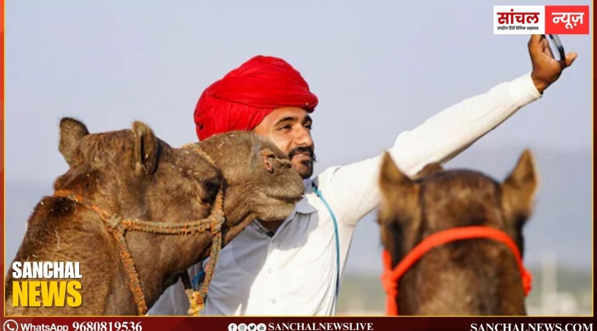 पुष्कर मेला: 1 करोड़ के भैंसे-घोड़े, ₹10000 में बिक रहे ऊंट; पुष्कर सरोवर में हुई महाआरती, दीपों से जगमगाए 52 घाट