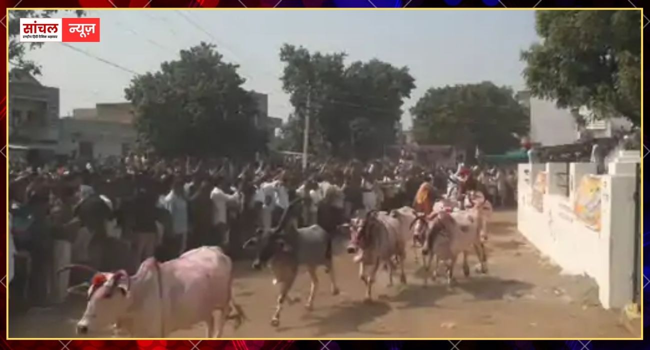 गोवर्धन पूजा पर हुई पारंपरिक प्रतियोगिता, वासा गांव में गाय दौड़, सफेद गाय विजेता