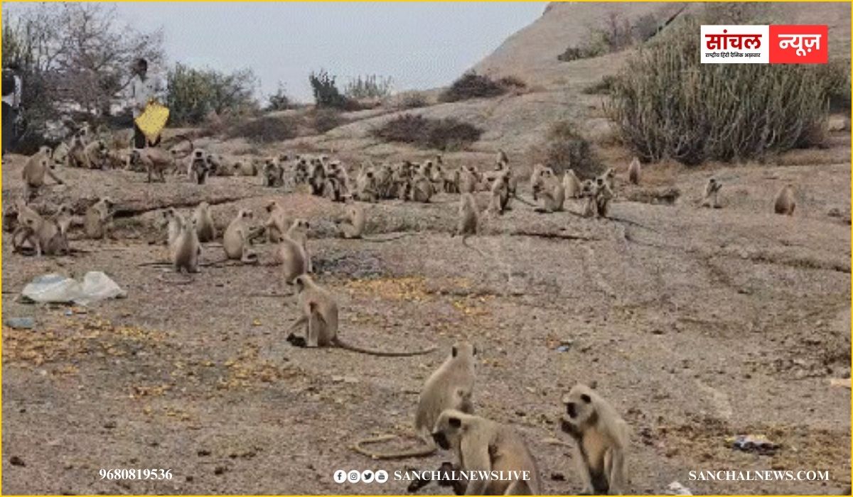जवाई बांध की पहाडियों पर फंसे 300 से अधिक बंदर, गांव वाले चंदा जमा कर पहुंचा रहें फल-सब्जियां, किया प्रसासन की जिम्मेदारी नही ?